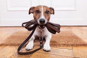 pet, dog, DuPage County divorce lawyers